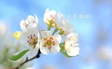 三月份幼儿园教师月总结5篇