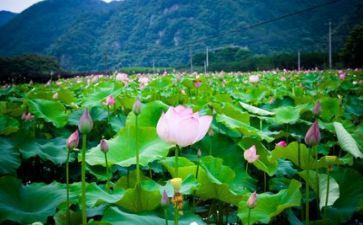 生活如…作文800字最新8篇