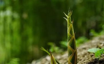 中班语言笋的教案优质5篇