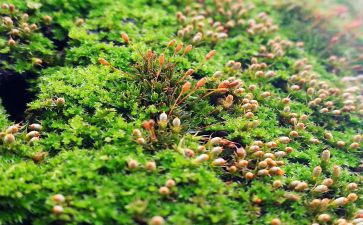 苔古诗读后感6篇