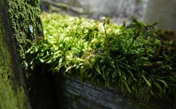 关于古诗苔的作文6篇