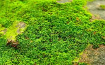 关于古诗苔的作文模板7篇