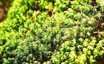 苔古诗读后感通用7篇