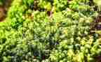 苔古诗读后感通用7篇