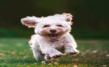 我家的泰迪犬作文5篇