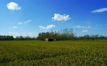 读麦田里的守望者读后感5篇