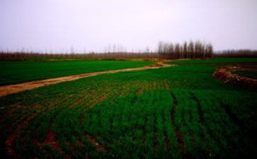 田野优秀作文7篇