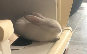 鸡兔同笼的教案8篇