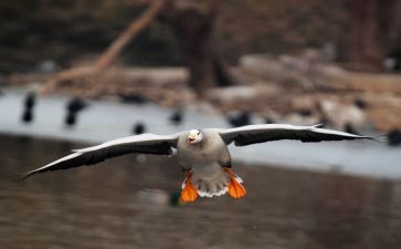 《我要飞》作文8篇