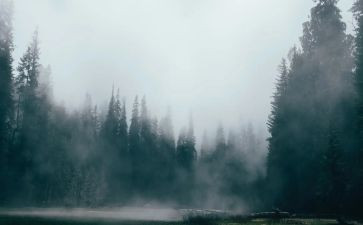 雾的读后感800字推荐6篇