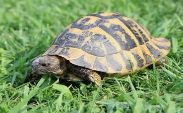 小乌龟教案最新7篇