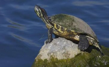 小乌龟教案模板6篇