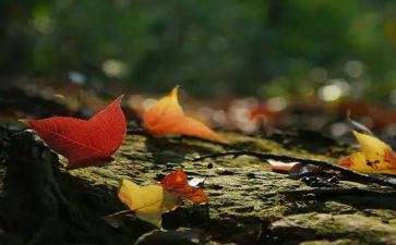 想念猫的作文6篇