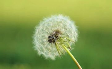 写《骆驼祥子》的读后感精选7篇