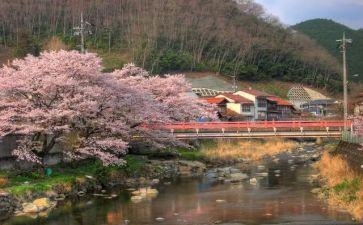 ?野先生读后感通用7篇