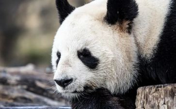 幼儿中班语言微笑教案7篇