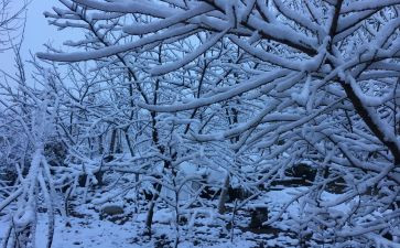 下雪了优秀作文推荐6篇