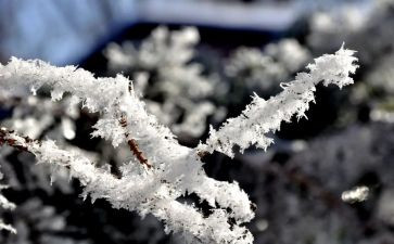 雪作文800字高中作文参考6篇