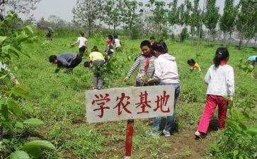 小学农村教师教师述职报告7篇