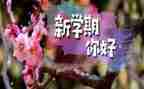 幼儿园学期个人述职报告5篇