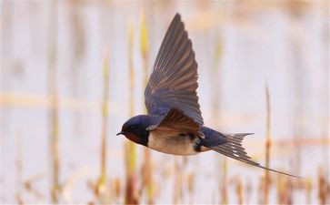 小燕子背把剪读后感5篇