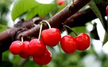 《樱桃沟的春天》读后感5篇