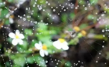三年级秋天的雨教案7篇