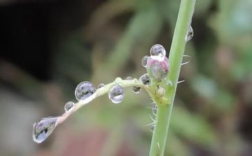 幼儿园雨教案反思模板7篇