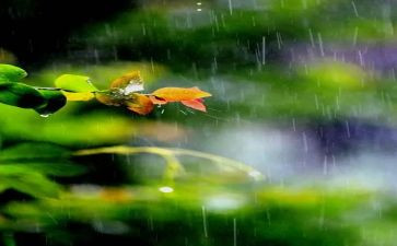 关于雨的活动总结精选8篇