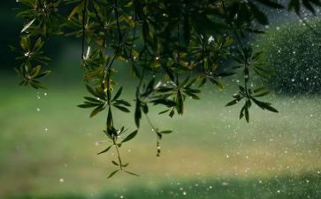 春天的雨中班教案最新6篇