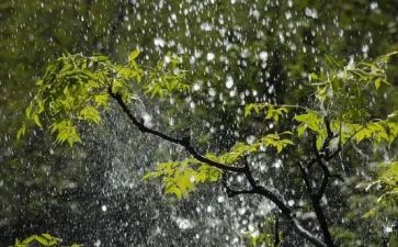 谷雨教案5篇
