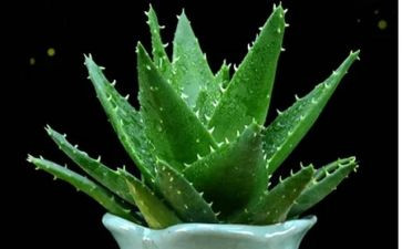 植物的根幼儿园教案5篇