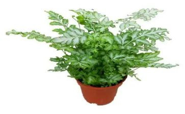植物作文5篇