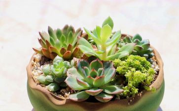 动物植物作文6篇