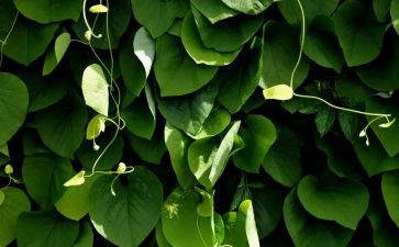 有关植物的作文400字7篇