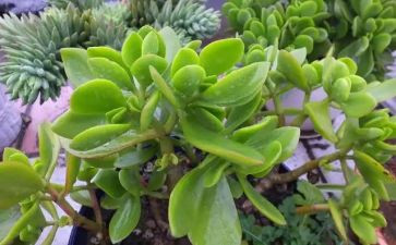 植物作文100字5篇