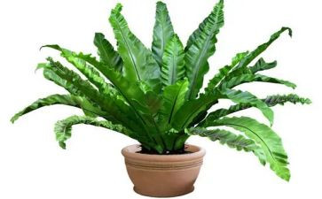 观植物的作文推荐7篇
