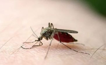 打蚊子读后感8篇
